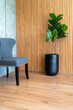 Contemporary room featuring a lush fiddle leaf fig plant in a black pot beside a stylish grey chair with studded details, against a bamboo wood panel wall..