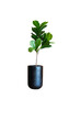 A single fiddle leaf fig tree stands in a sleek black pot, isolated against a black background, perfect for minimalist decor themes..