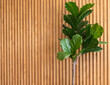 A vibrant fiddle leaf fig plant stands out with its glossy green leaves against the vertical lines of a natural bamboo wood panel wall..