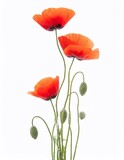Fototapeta  - poppy flowers isolated on white background. studio shot. selective focus