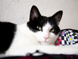 Closeup portrait of a black and white cat