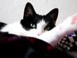 Closeup portrait of a black and white cat