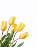 Fototapeta Tulipany - Yellow tulips isolated on white background with copy space for your text