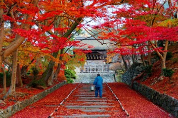 Wall Mural - Scenery of fiery maple trees at the entrance ( Sandou ) to a Buddhist temple and a gardener walking on the stairway with fallen leaves covering the steps in Bishamon Hall (Bishamondo), in Kyoto, Japan