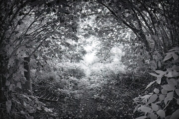 Wall Mural - Infrared woodland path near Malpas Cornwall england UK