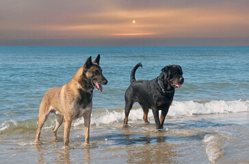 Wall Mural - rottweiler and malinois on beach