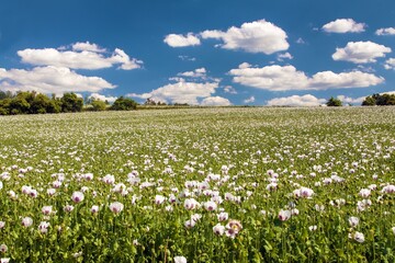 Wall Mural - flowering opium poppy field in Latin papaver somniferum