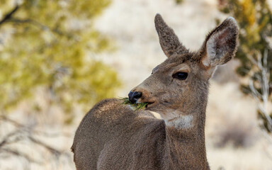 Wall Mural - black-tailed mule deer eating pine needles