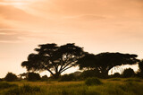 Fototapeta Sawanna - Drzewa akacji na afrykańskiej sawannie w  świetle zachodzącego slońca
