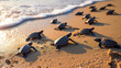 Baby turtles on the sandy beach and crawl to the ocean