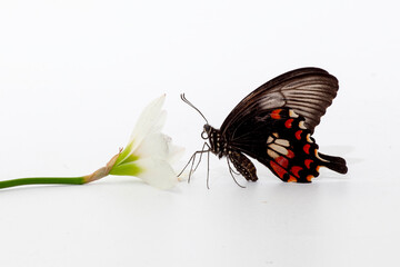 Wall Mural - butterfly on white flower isolated on white background with clipping path