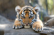 The whimsy of a tiger tot, emanating innocence and wonder