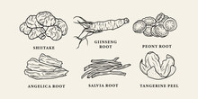 Line Art Chinese Medicine Herbs. Shiitake, Ginseng, Peony Root, Angelica, Salvia, Tangerine Peel