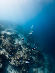 Wall Mural - Woman dives on deep in tropical sea. Freediver girl swims underwater with tropical fishes