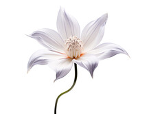 A White Flower With White Petals