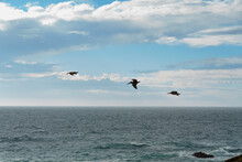 Pacific Ocean And A Cloudy Sky With Flock Of Birds Flying Over The Water, California