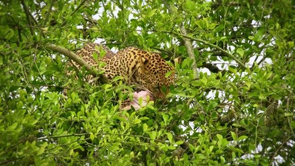 Wall Mural - Leopard - Panthera pardus, big spotted yellow cat in Africa, genus Panthera cat family Felidae, Big cat in the green tree lying and eating kill antelope, open red jaws with piece of meat.