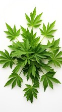 Top View Of Fresh Mugwort Leaves From The Artemisia Plant, Isolated Against A White Background