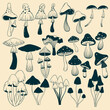 Vector mushrooms contour hand drawn set