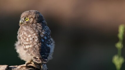 Wall Mural - Beautiful little owl in the wild. Athene noctua. Sounds of nature.