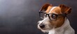 Smart dog wearing stylish black glasses, isolated on grey background with space for text