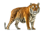 Fototapeta  - Beautiful tiger isolated on white transparent background, png
