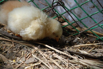 Two yellow chickens in a chicken coop. Chicks born a few weeks ago walk on the straw lying on the floor in search of food. They have light yellow down and orange beaks and thin long legs.