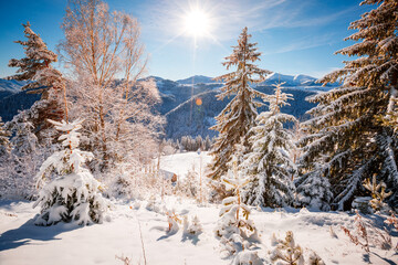 Poster - Magical spruces after snowfall are illuminated by the sun.