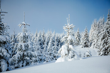 Sticker - Magical wintry landscape and snowy Christmas trees on a frosty sunny day.