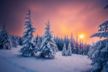 Poster - Perfect evening winter landscape with spruce trees covered in snow.