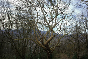 Wall Mural - trees in the woods