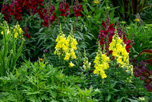 Burgundy And Yellow Snapdragon Flowers Blooming In The Garden.