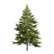 Coniferous pine tree clip art