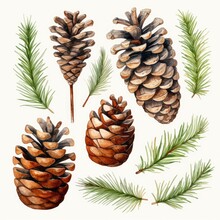  Watercolor Pine Cones Set