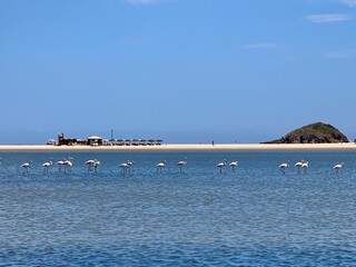 Sardinia Flamingos at the beach