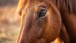  a close up of a brown horse's face with a blurry background of grass and trees in the background.