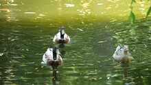 A Group Of Ducks Swimming Around A Pond On A Sunny Day