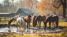  A Group Of Horses Drinking Water From A Pond In A Fenced In Area With A Barn In The Background.