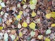 Autumn background: fallen yellow and brown leaves among dry grass