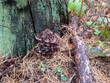 grebe mushrooms grow from a rotten log among dry fallen pine needles