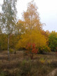Autumn background: birch tree covered with yellow autumn leaves