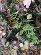 green fern sprig against the background of fallen leaves, needles and an old mossy stump