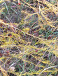 brittle yellow dry grass against brown fallen leaves