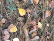 Autumn background: fallen yellow and brown leaves among dry grass