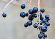 red and blue berries on a branch