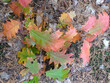young oak tree in the autumn forest