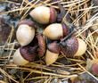 acorns lying among the pine needles.