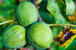 Green fruits on trees 