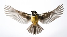 A Bird With Its Wings Spread Out In The Air. Suitable For Nature And Wildlife Themes
