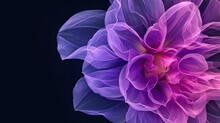  A Close Up Of A Purple Flower On A Black Background With A Pink Center On The Center Of The Flower.